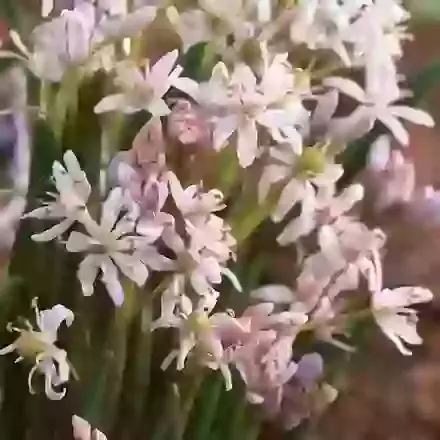 Bifolia Rosea